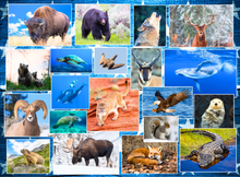 Load image into Gallery viewer, Wildlife Of Our National Parks 500-Piece Puzzle - USA National Parks Jigsaw Puzzle, Animals from Acadia, Yellowstone, Zion, Arches, Crater Lake, Mount Rainier, Great National Park Gift (500 Pieces)