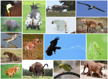 Load image into Gallery viewer, Pooping Animals 500 Piece Puzzle - Funny Gag, Weird Puzzles for Adults White Elephant Exchange or Dirty Santa.