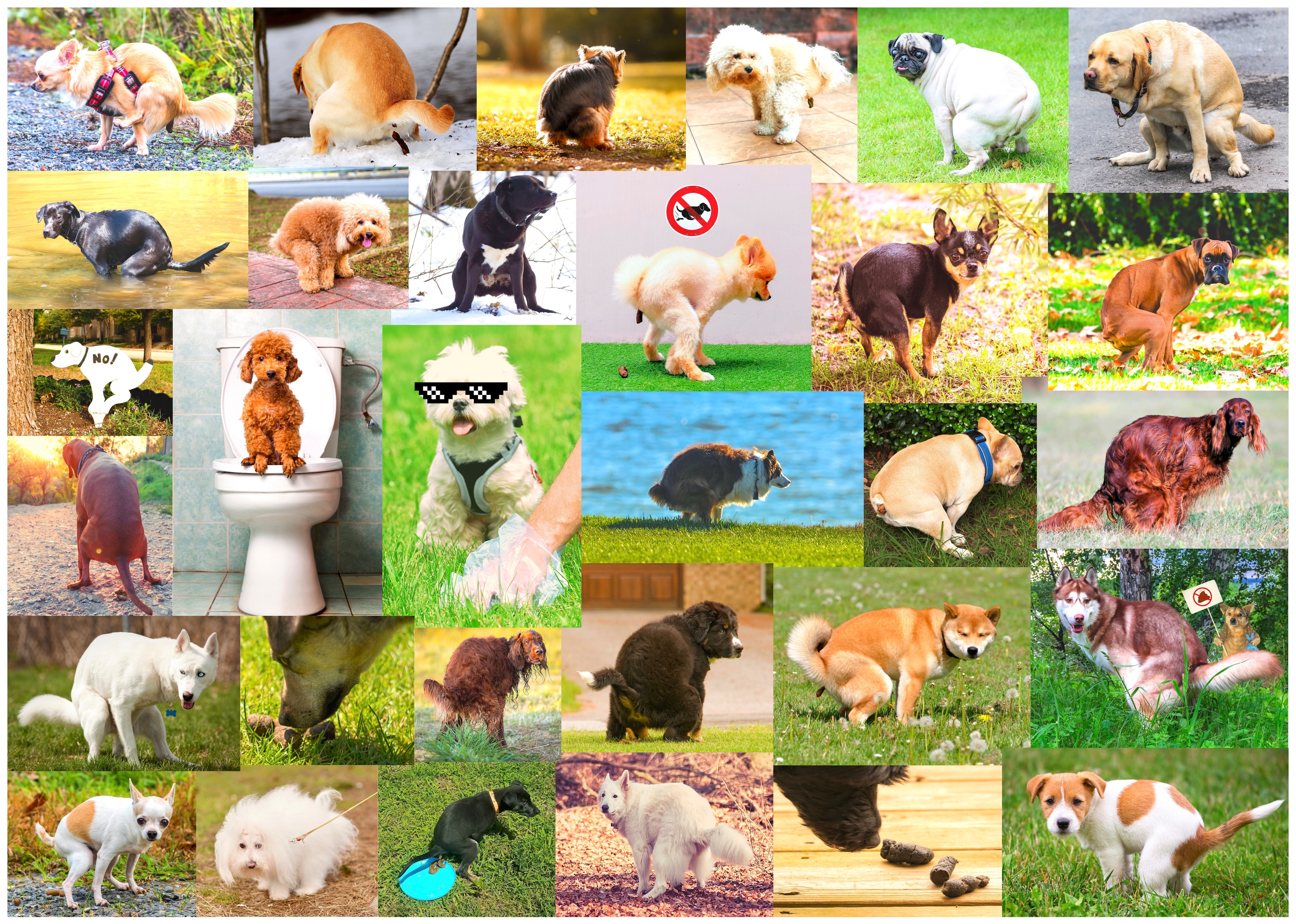 Dog Puzzles for Adults 1000 Piece, Get Your Paws on This Adult Dog Jigsaw  Puzzle & Fun Fact Poster, …See more Dog Puzzles for Adults 1000 Piece, Get