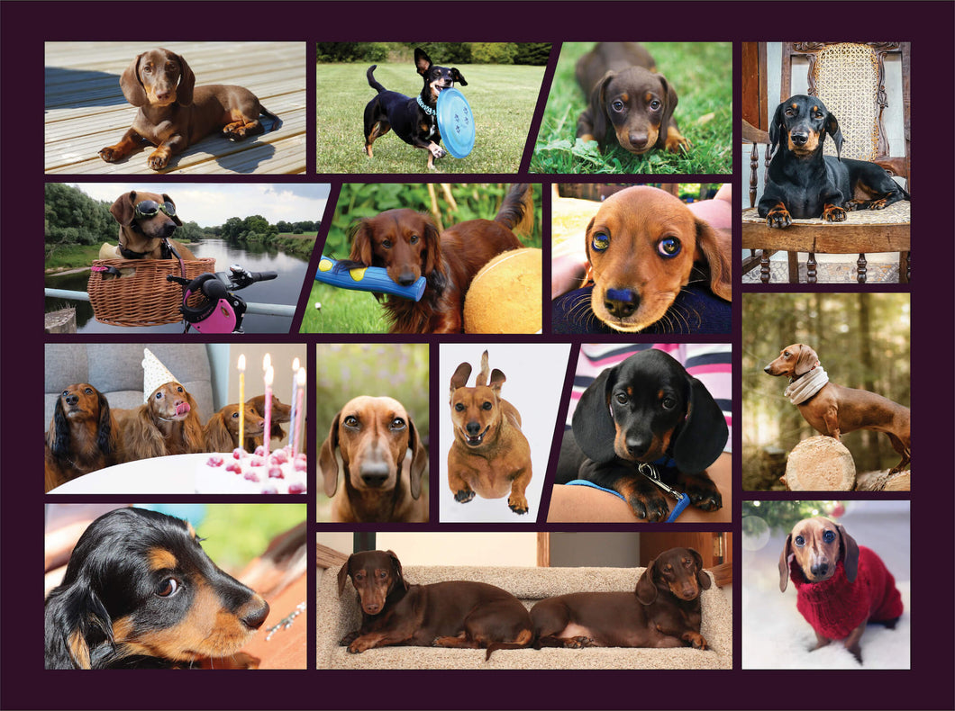 Adorable Dachshunds 100 Piece Jigsaw Puzzle for Kids, Family Puzzle - 100 Piece Puzzle
